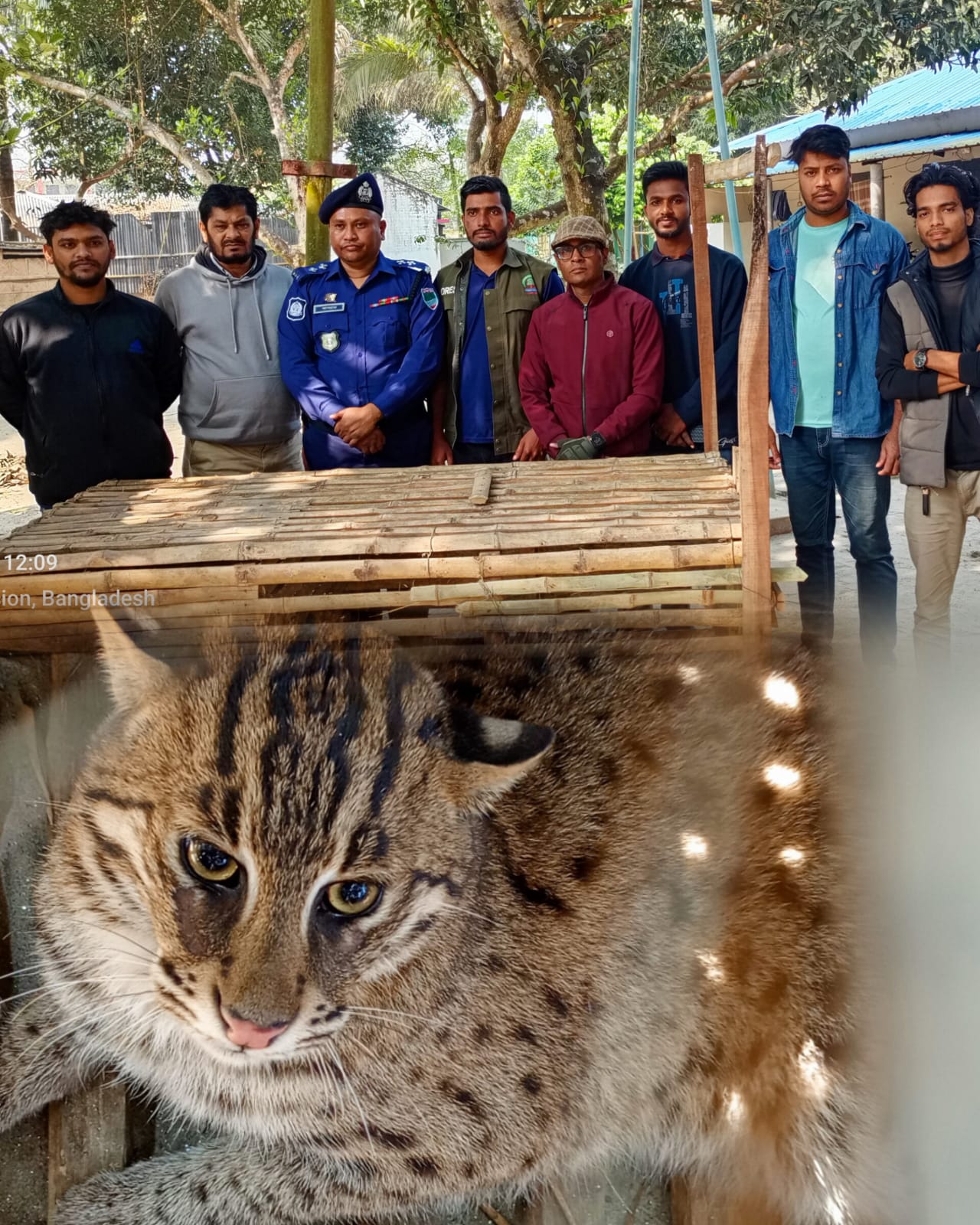 বিলুপ্তপ্রায় মেছোবিড়াল উদ্ধার: বনবিভাগের কাছে হস্তান্তর