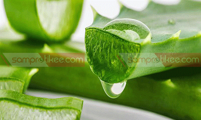 অ্যালোভেরার যত গুণ