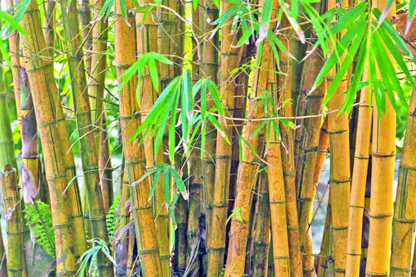 কীভাবে খাবেন?