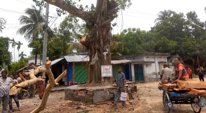আলমডাঙ্গায় গাছখোরদের দাপট: সড়ক সম্প্রসারণের আড়ালে হারিয়ে যাচ্ছে শতবর্ষী বটবৃক্ষও