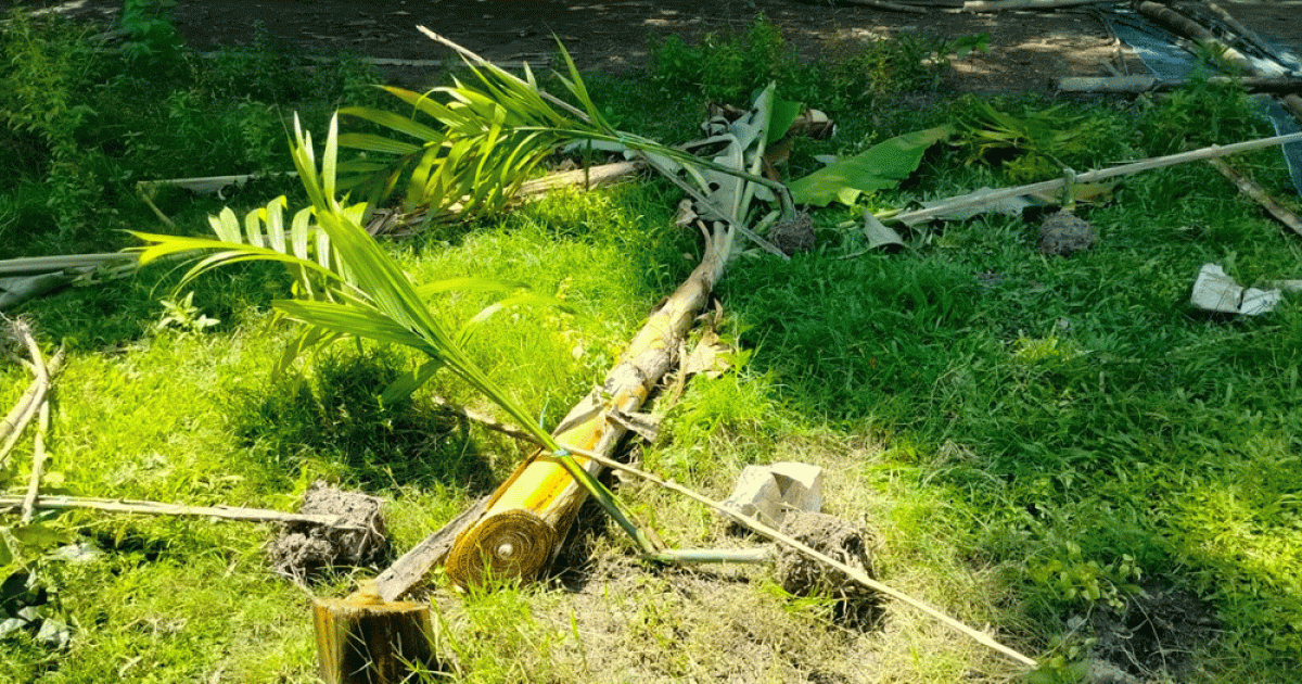 গোপালগঞ্জে পূর্ববিরোধের জেরে বীর মুক্তিযোদ্ধার লক্ষাধিক টাকার গাছ কেটে ফেলার অভিযোগ