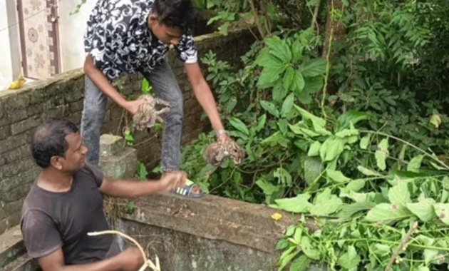 মেহেরপুরের গাংনীতে তিনটি মেছো বিড়ালের ছানা উদ্ধার