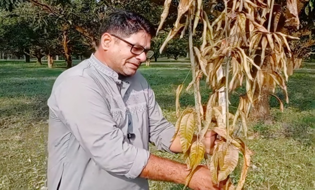 মেহেরপুরের গাংনীতে ১৩টি আমচারা কেটে ফেলায় ক্ষতি ১০ হাজার টাকা, থানায় অভিযোগ
