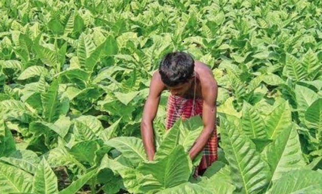 উর্বরতা ও পরিবেশ হুমকির মুখে